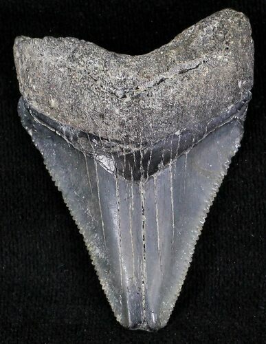 Serrated Juvenile Megalodon Tooth - Florida #21193